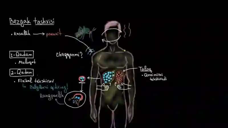 Bezgak qo‘zg‘atuvchilari morfologiyasi, strukturasi, tarqalganligi, keltirib chiqaruvchi kasalliklari 4