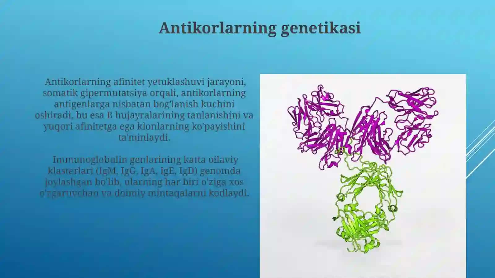 Imunitet tizimi molekulalari (antikorlar, antigen)larning tuzilishi 4