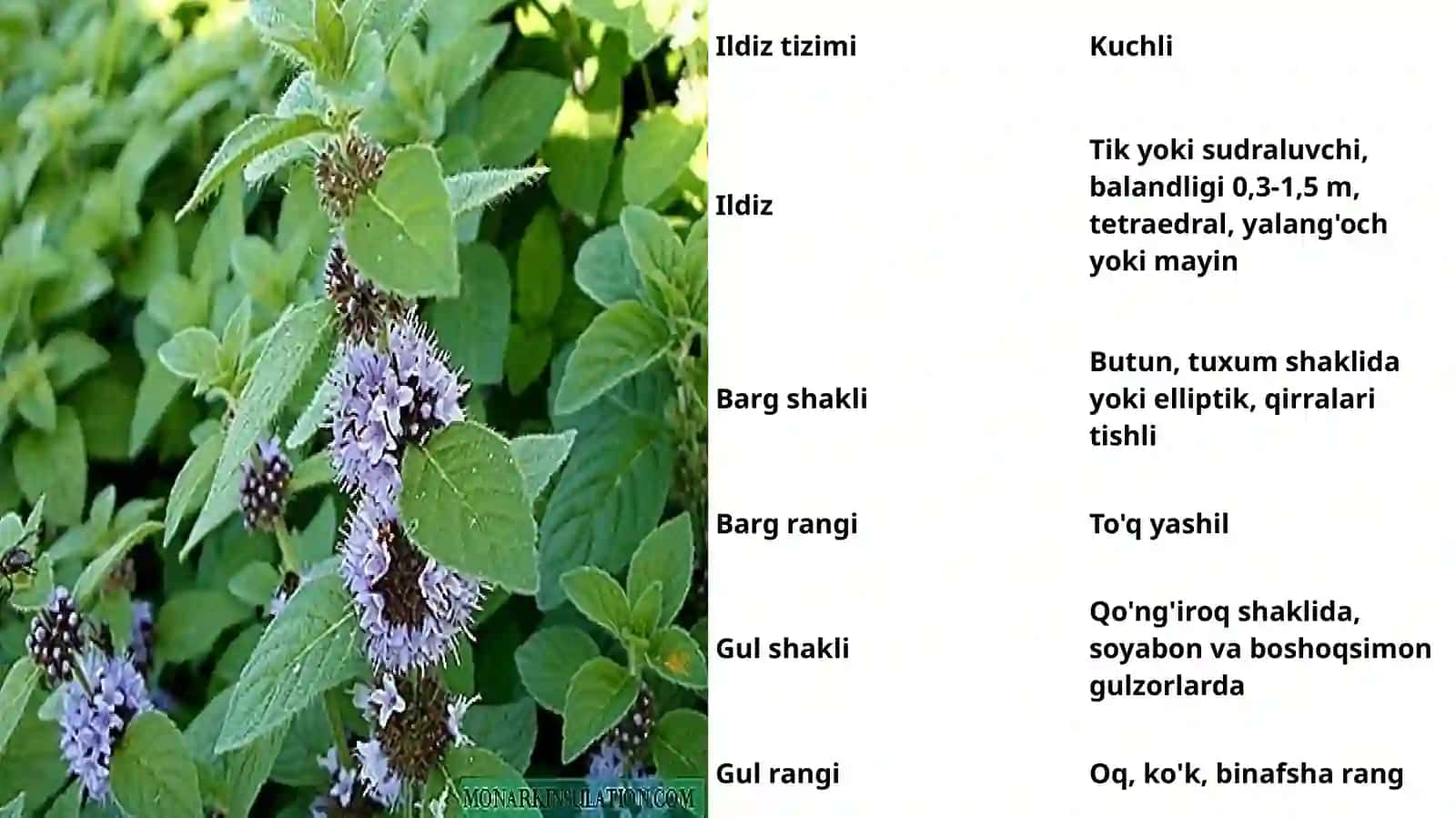 Yalpiz o`simligining o`ziga xos xususiyatlari 4