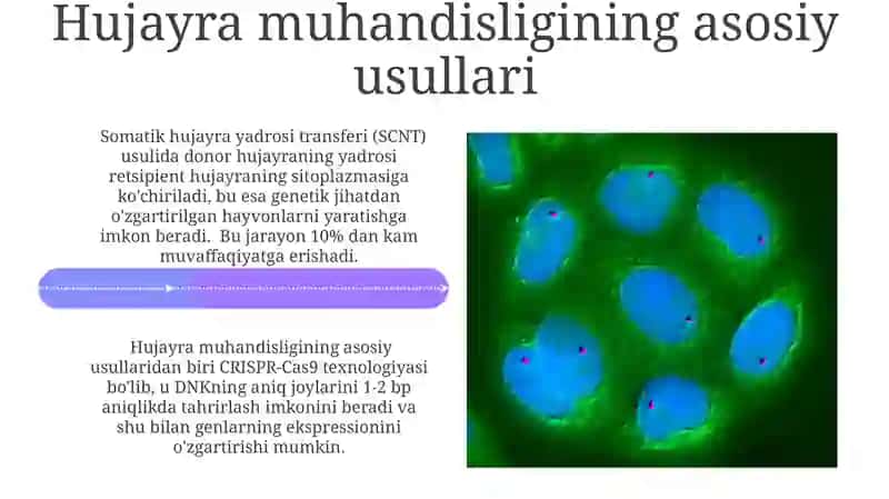 Hayvonlar irsiyatini hujayra injeneriyasi yo‘li bilan o‘zgartirish 4