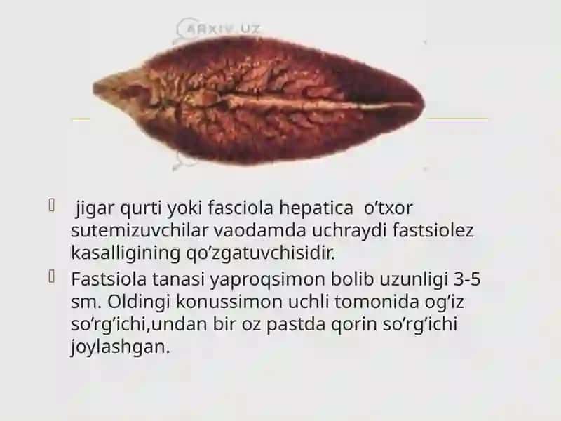 Tibbiy biologiya fanidagi So’rgichlilar-odam parazitlari 4