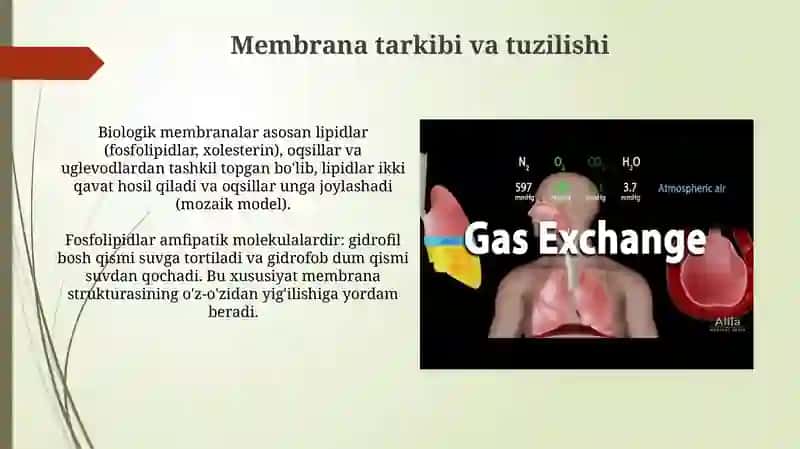 Biologik membrana tuzilishi 4