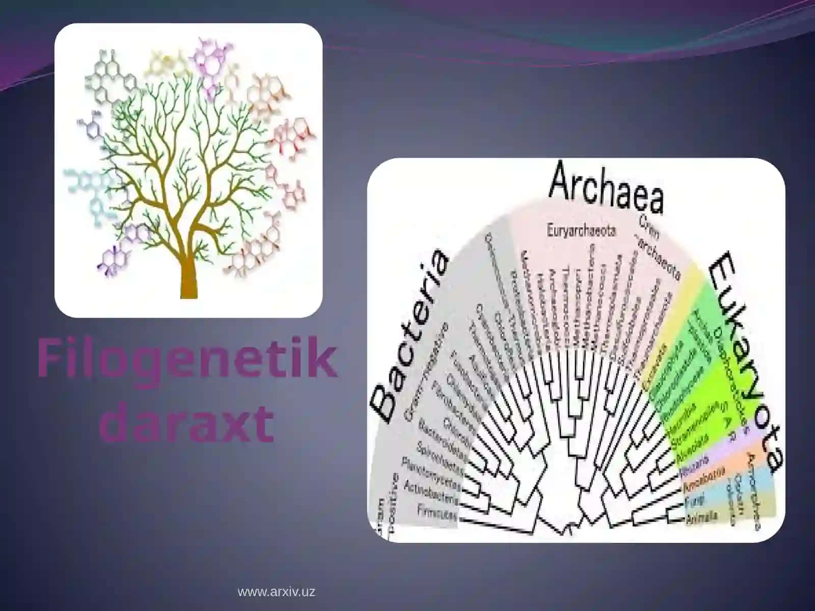 Genomma’lumotlari asosida filogenetik daraxt tuzish 4