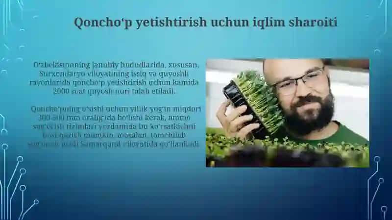 Qon choʻp oʻsimligini yetishtirish texnologiyasi 4