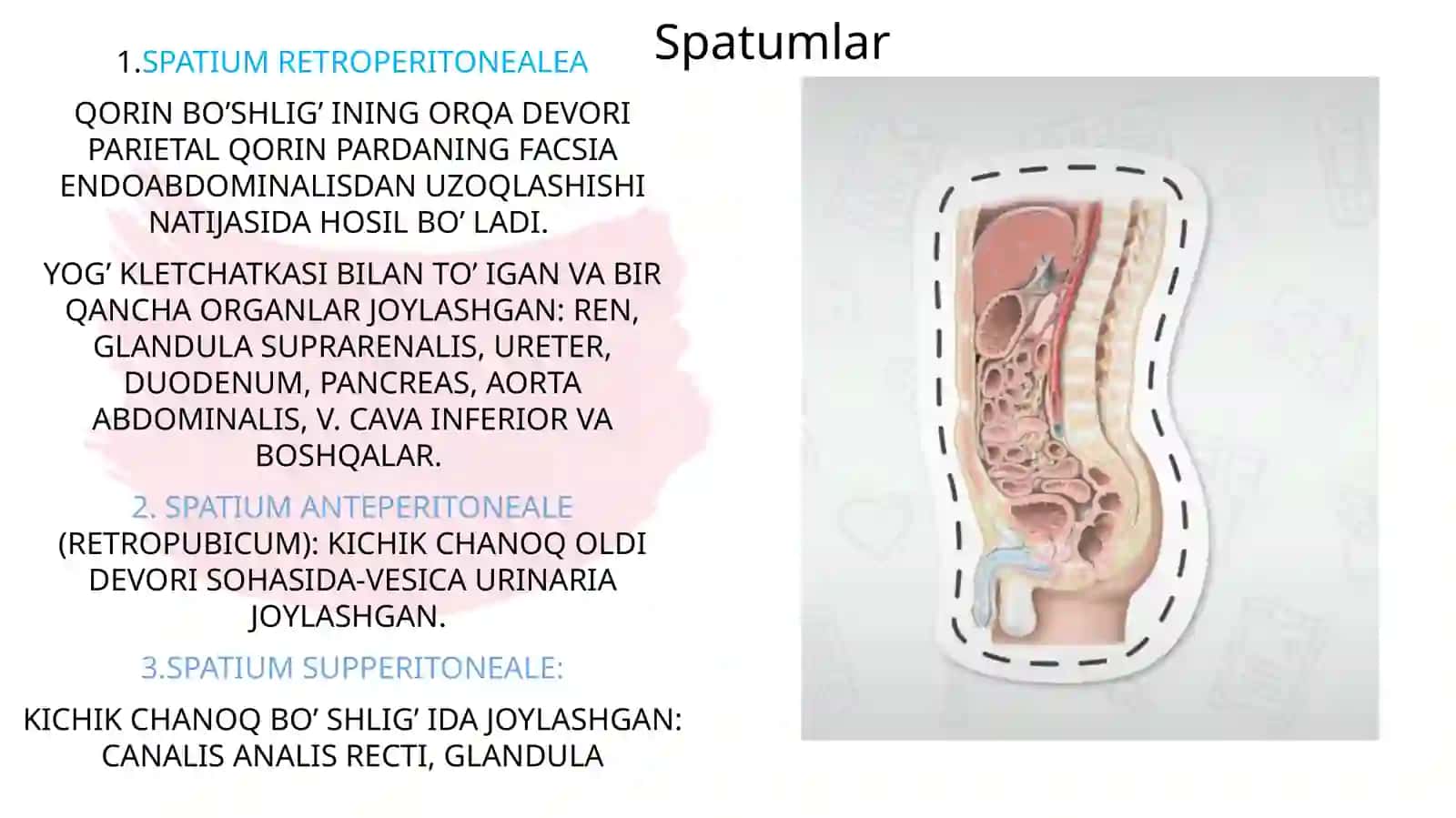 Qorinparda.Sinuslar,kanallar,qopchalar 4