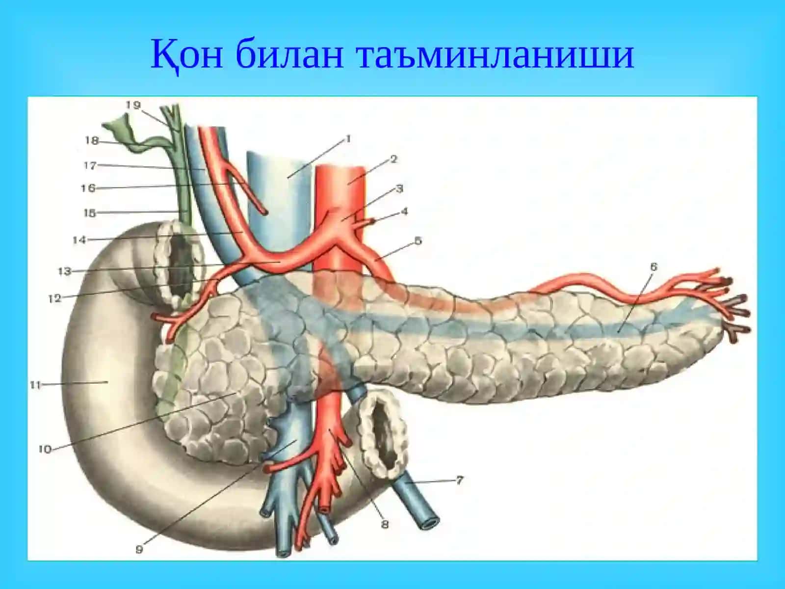 Меъда ости бези касалликлари 4