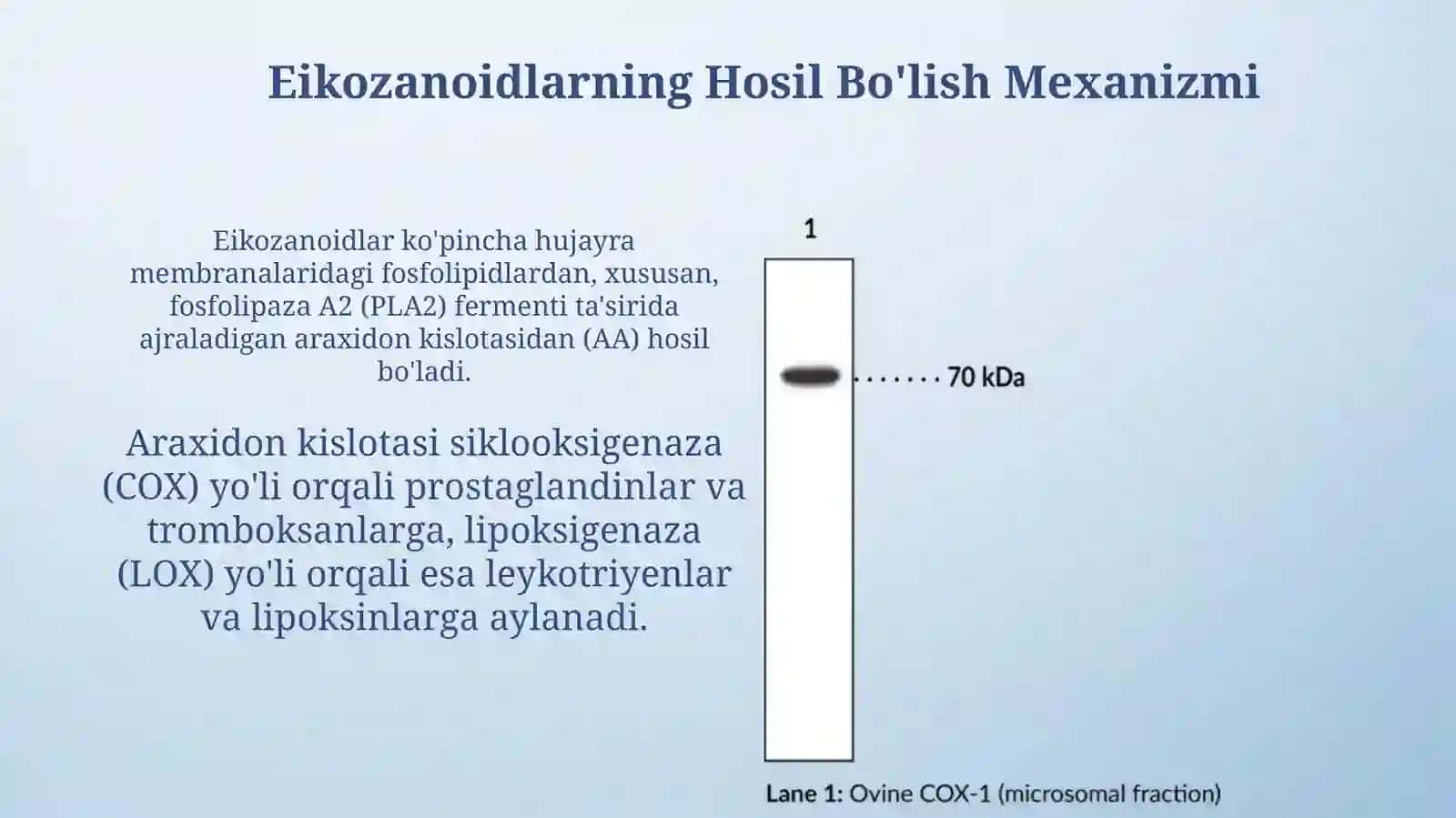 Eykozanoidlar,hosilboʻlishmexanizmi,turlari,ta'siri 4