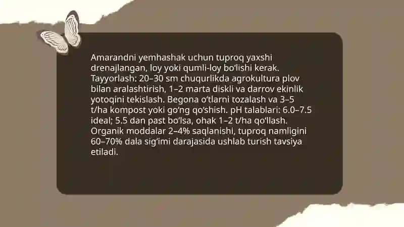 Amarandni yem hashak uchun yetishtirish 4