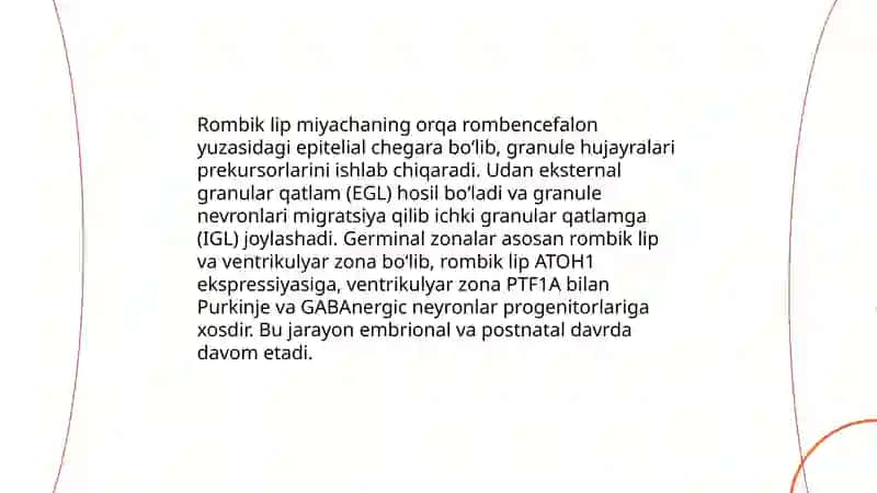 Miyacha rivojlanish anatomiyasi 4