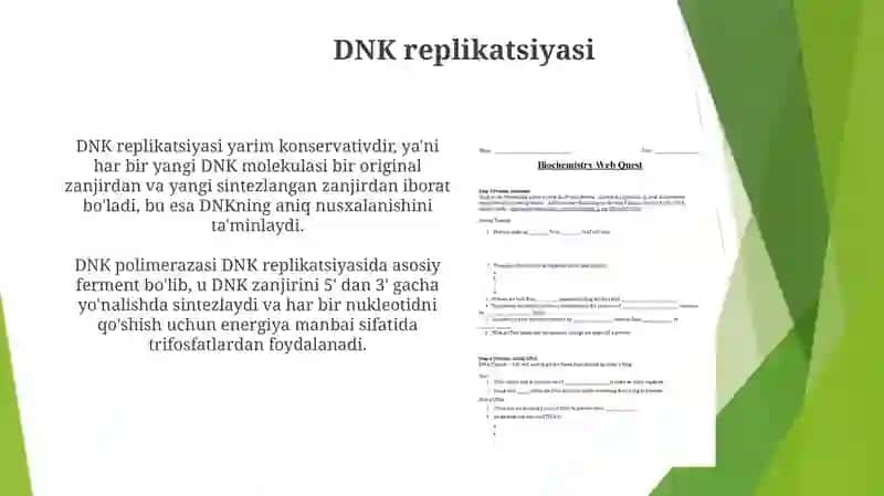 DNK strukturasi va replikatsiyasi. Oqsil biosintezi. 4