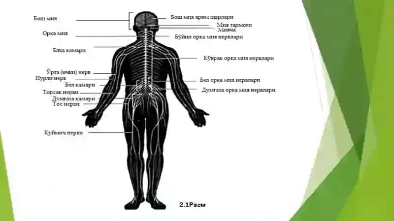 Hulq-atvornings psixofiziologikasosi 4