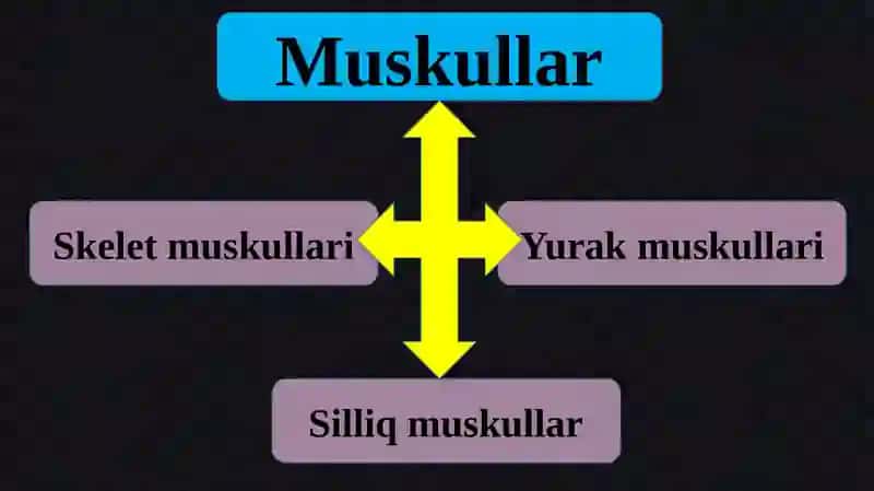 Muskullar 4