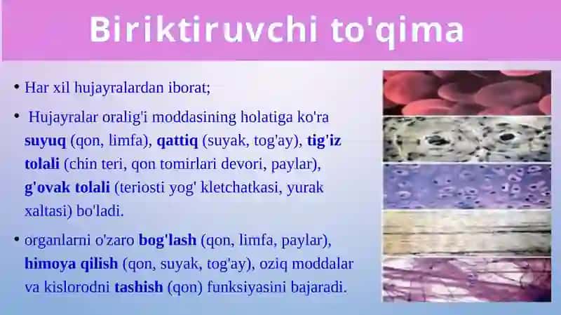 To'qimalar, organlar va organism 4