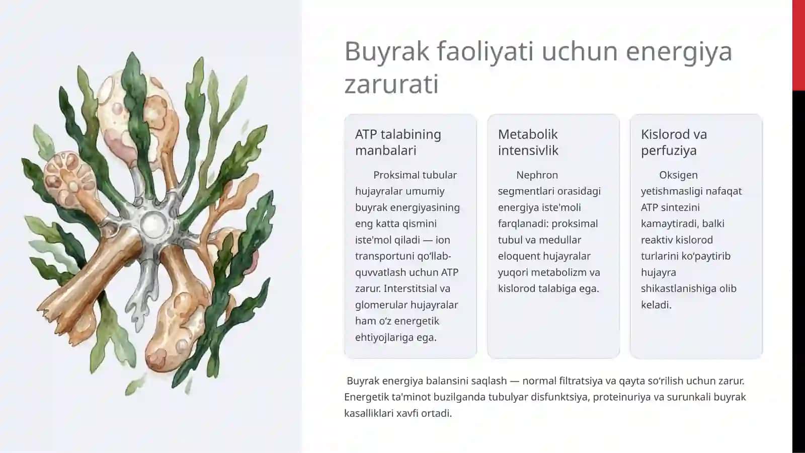 Buyrakni energiya bilan ta’minlanishining asosiy yo‘llari 4