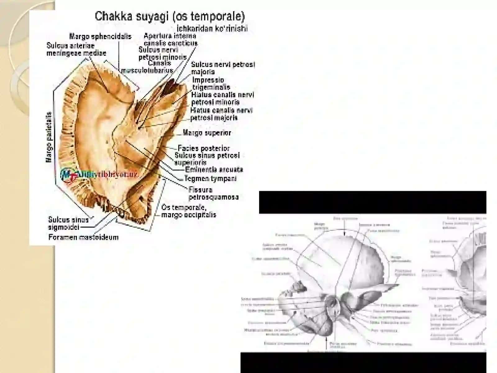 Chakka, Chakka osti va qanot-tanglay chuqurchalarining anatomik xususiyatlari 4