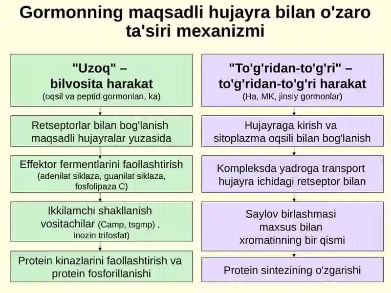 ENDOKRIN TIZIMNING PATOFIZIOLOGIYASI 4