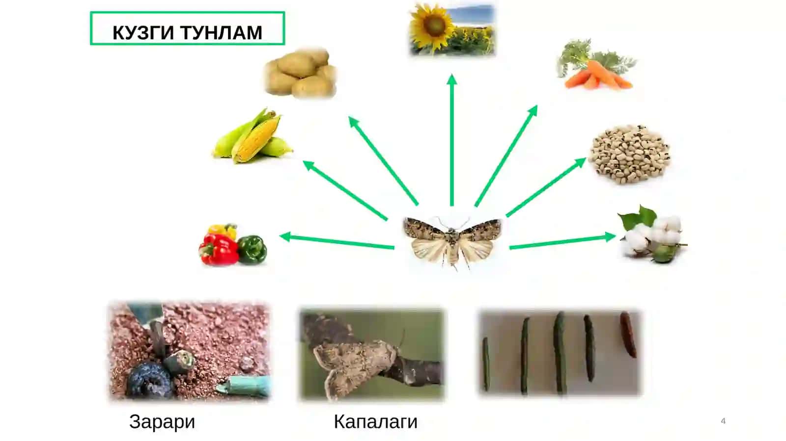 КУЗГИ ТУНЛАМ 4