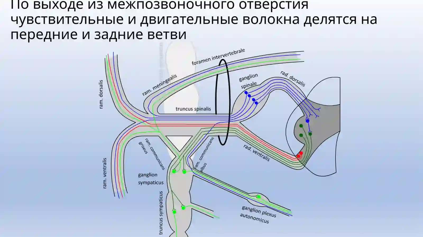 Образование спинно-мозговых нервов 4