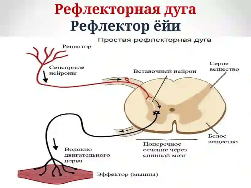 МНТ функциялари. Рефлексология 4