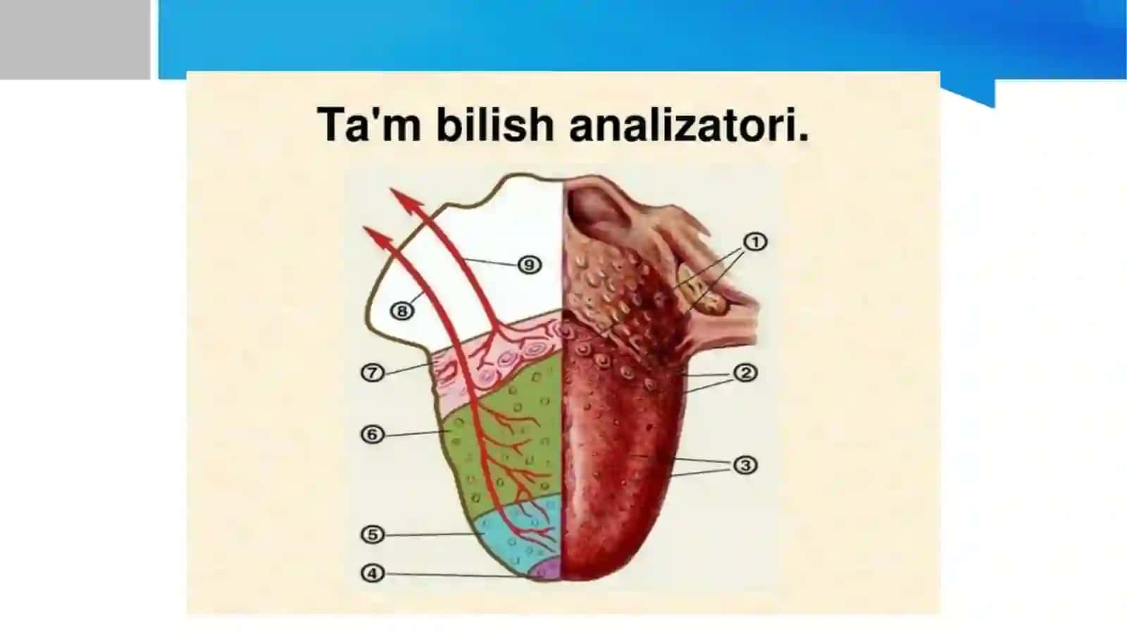 Tam bilish analizatori 4