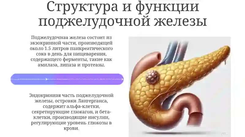 Печень, поджелудочная железа и её изменения с возрастом 4