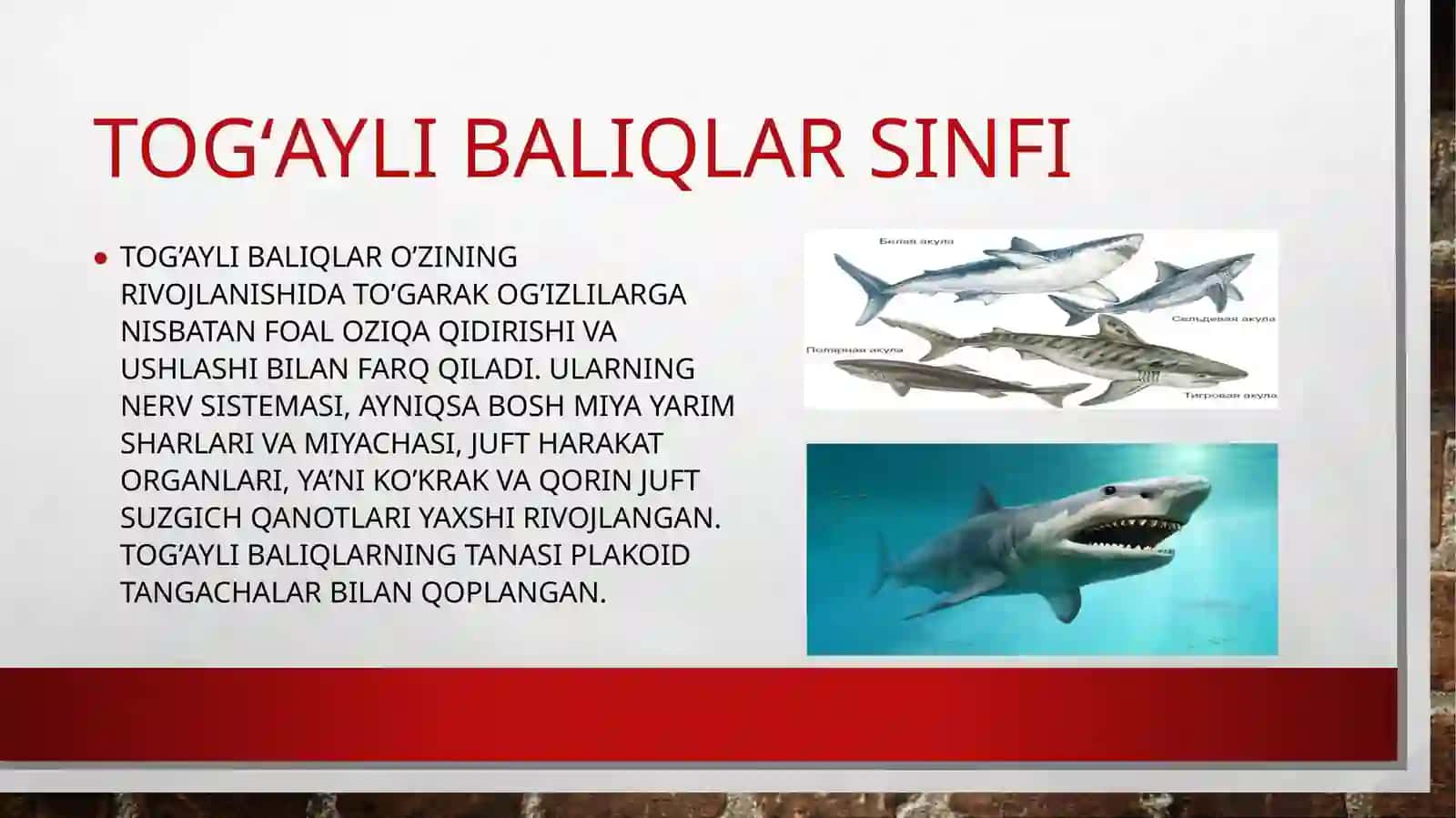 Baliqlar (Pisces) 4
