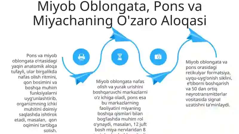 Medulla oblongata: Tuzuilishi va vazifalari 4