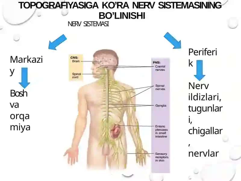 ORQA MIYANING REFLEKTOR VA O’TKAZUVCHI YO’L	FAOLIYATI, TEKSHIRISH USULLARI 4