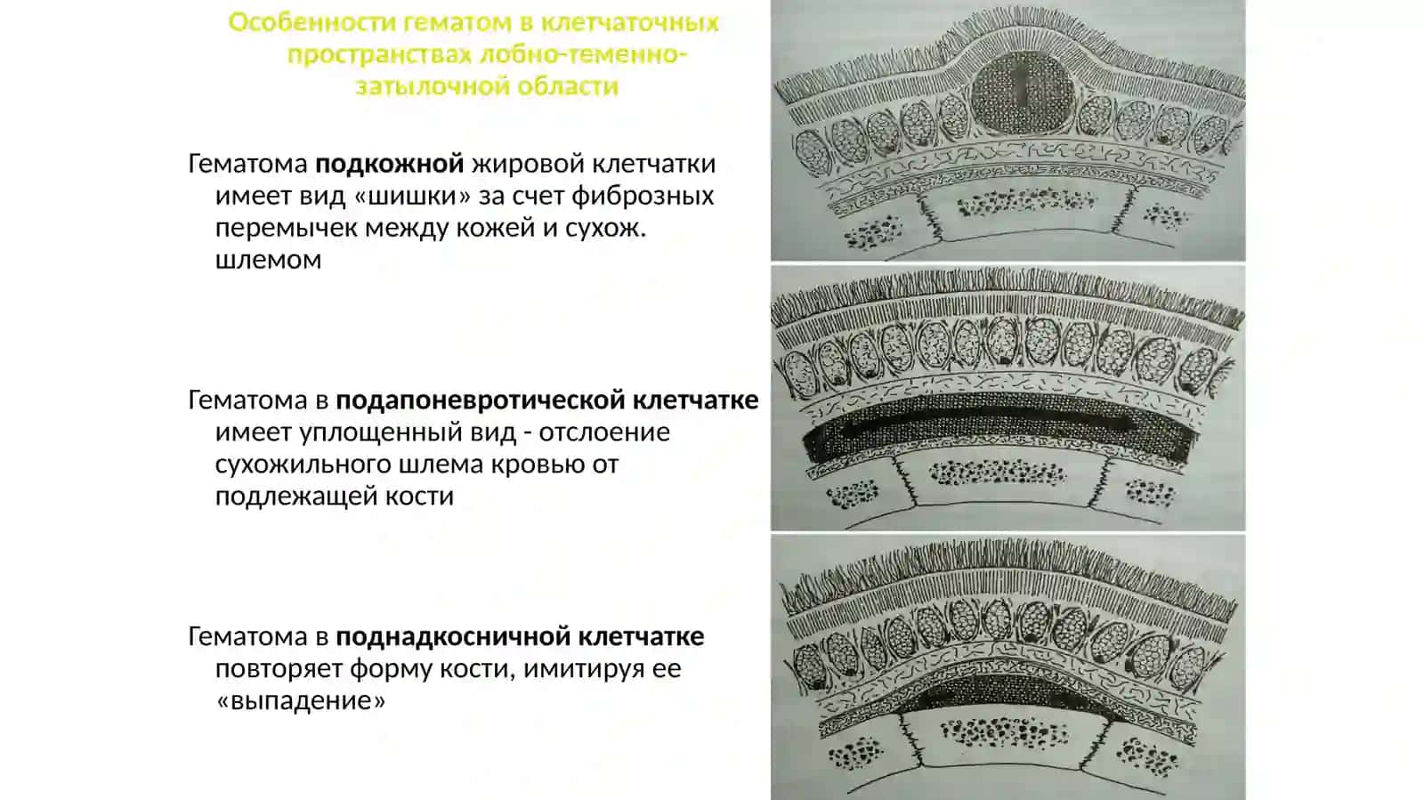 Отделы головы 4