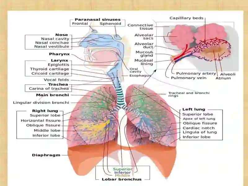 Respiratory System Presentation 4