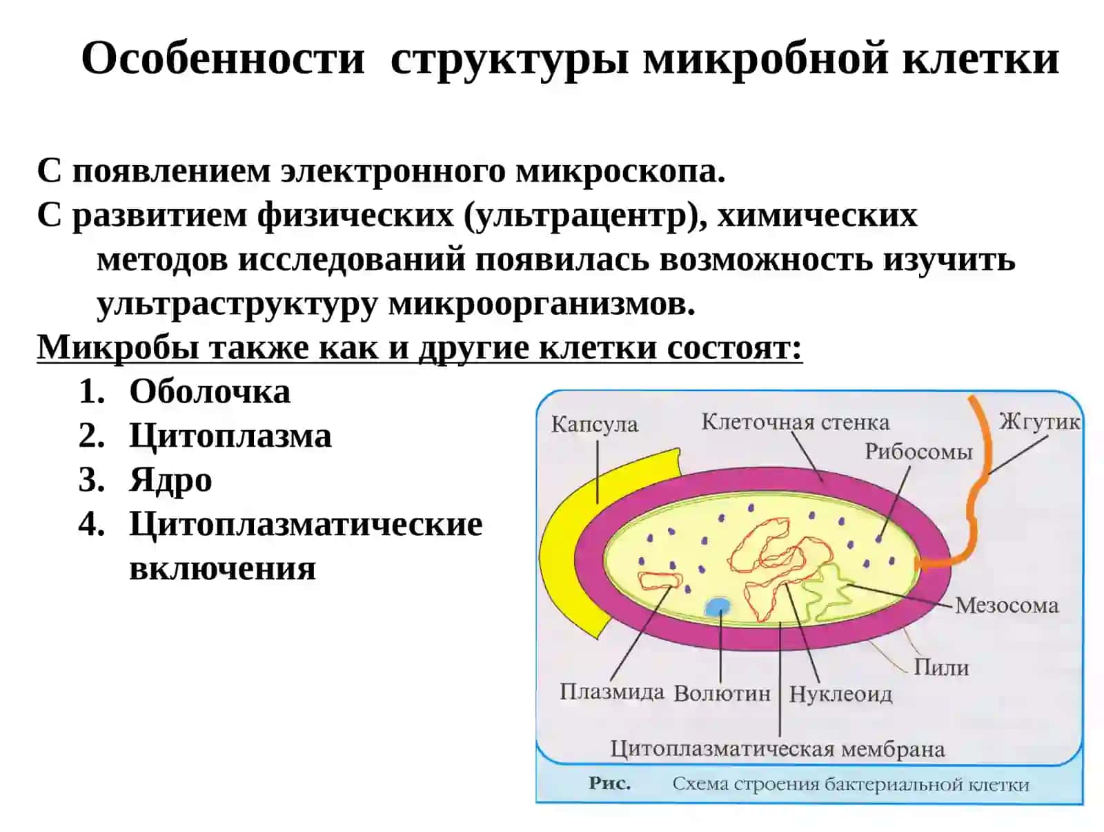 Ультраструктура бактерий. Химический состав бактериальной клетки 4