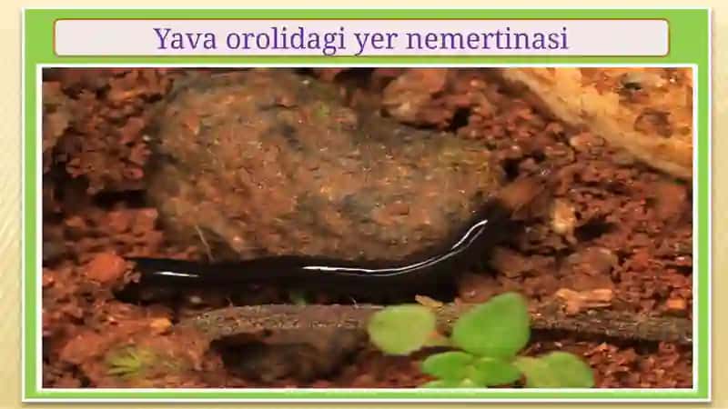 Nemirtinlarni qonaylanish va nafas olish sistemalari 4
