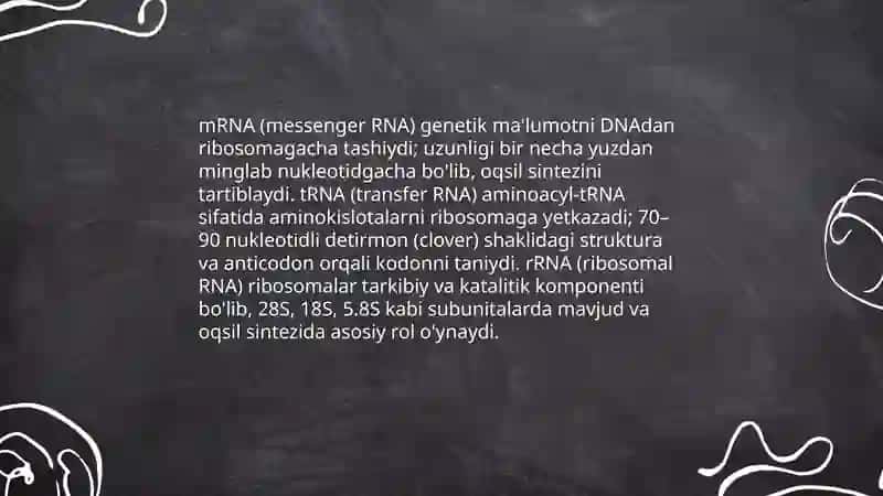 Ribonuklein kislotalar 4