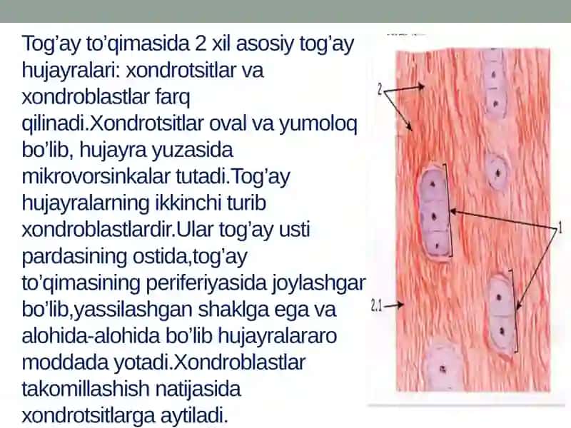 Tog’ay to’qimasining regeneratsiyasi va                   transplantatsiyasi mavzusida tayyorlagan 4