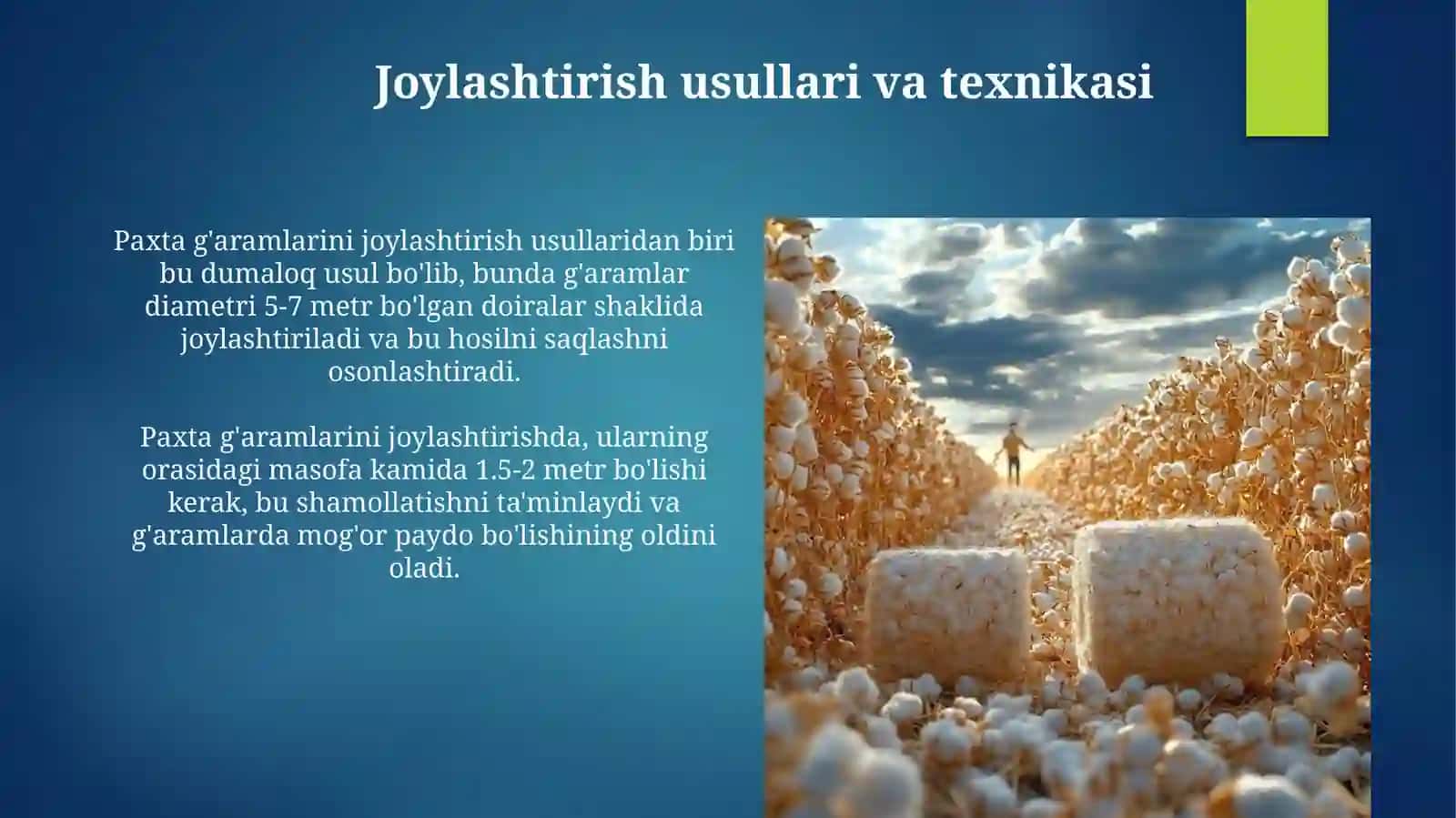 Paxtani g‘aram maydoniga joylash tartibi 4