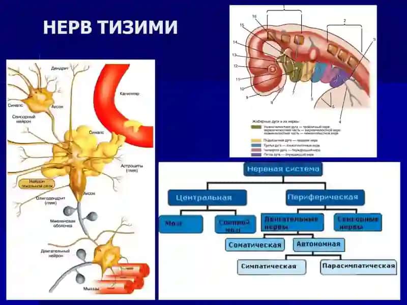 ҚЎЛ-ОЁҚ НЕРВ ПОЯЛАРИНИНГ ЖАРРОҲЛИК АНАТОМИЯСИ ВА ПЕРИФЕРИК НЕРВЛАРДА ОПЕРАЦИЯЛАР 4