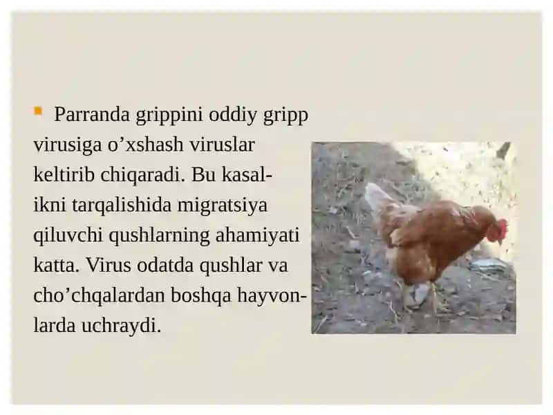 Parranda grippi 4