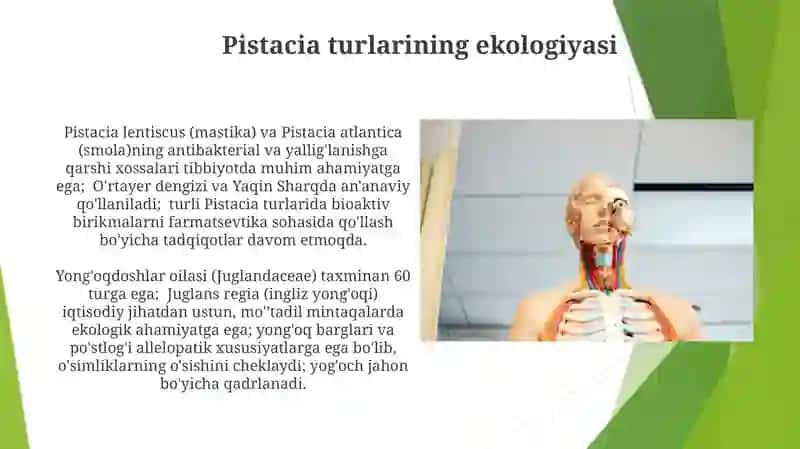 Pistadoshlar Dukkakdoshlar oilarinıng dorivor turlari biologiyasi ekologiyasi areali va ahamiyati 4