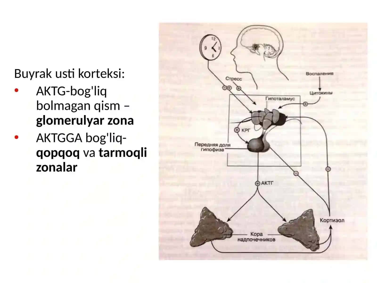 Buyrak usti bezlari 4