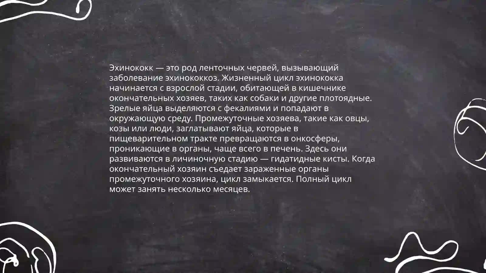 Эхинакокк 4