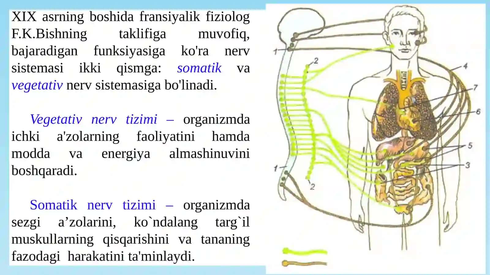 Markaziynerv tizimining umumiy fiziologiyasi 4