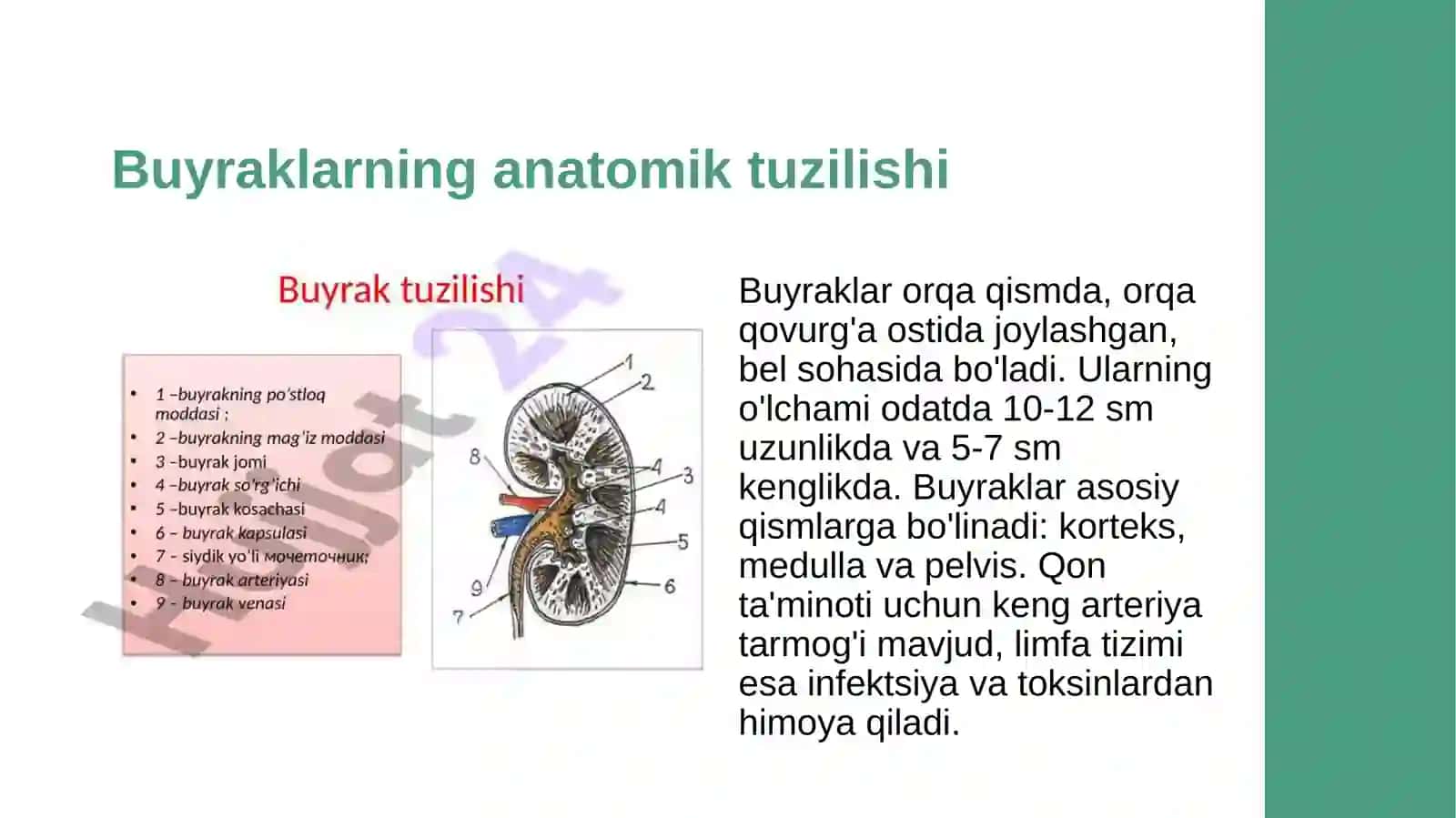 Ayiruv sistemasi. Buyraklar fiziologiyasi 4