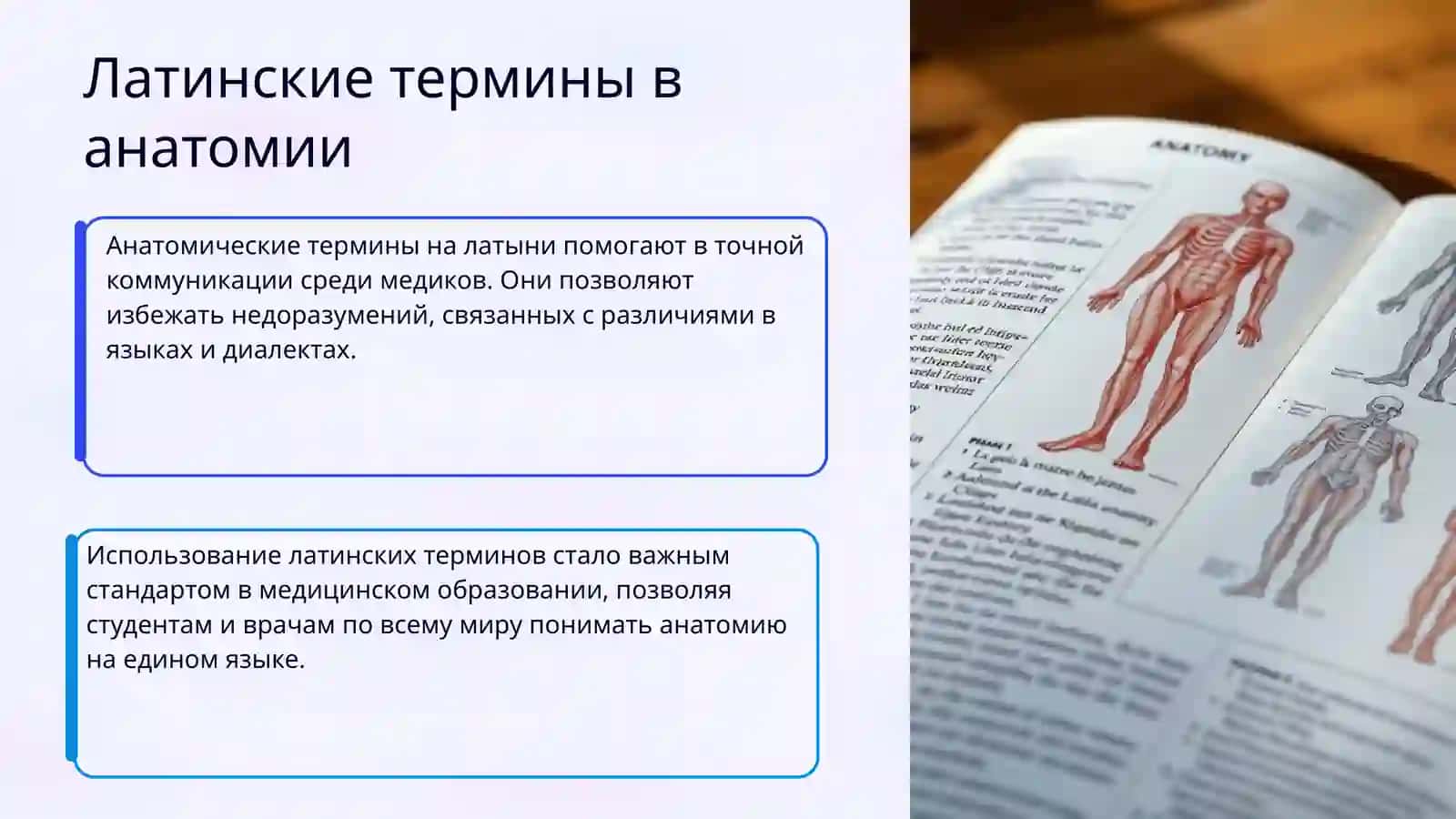 Происхождение и значение анатомических терминов на латыни 4