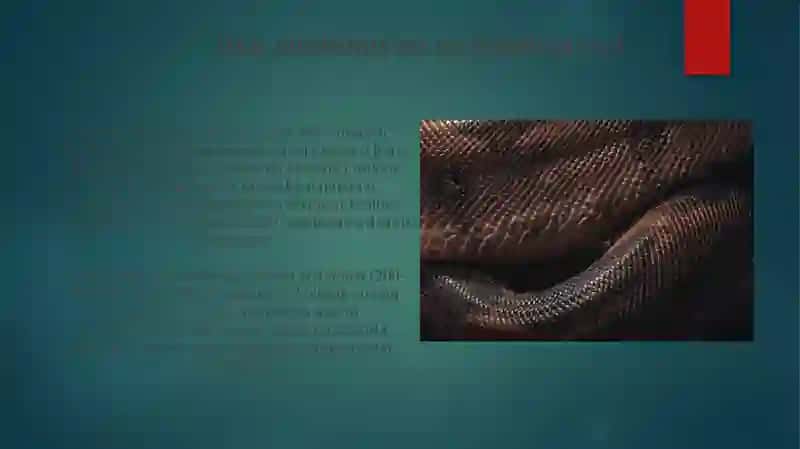 Ilonlar anatomiyasi va fiziologiyasi 4