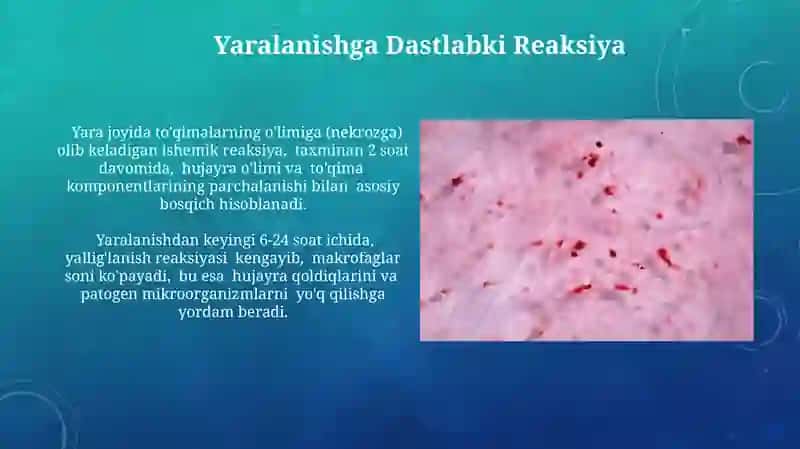 Chandiq Shakillanishida Fibroblastlarning Mexanizmlari 4