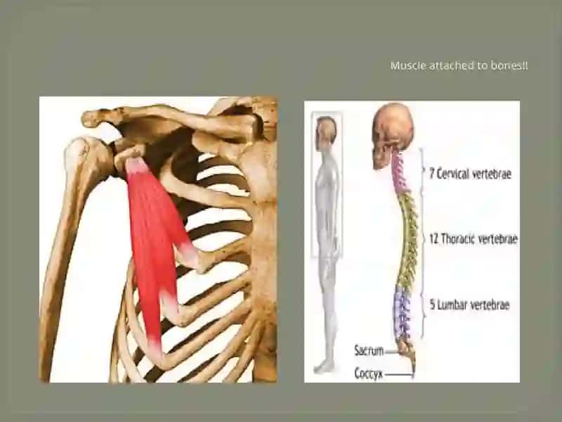 The Skeletal System of A Human Being 4
