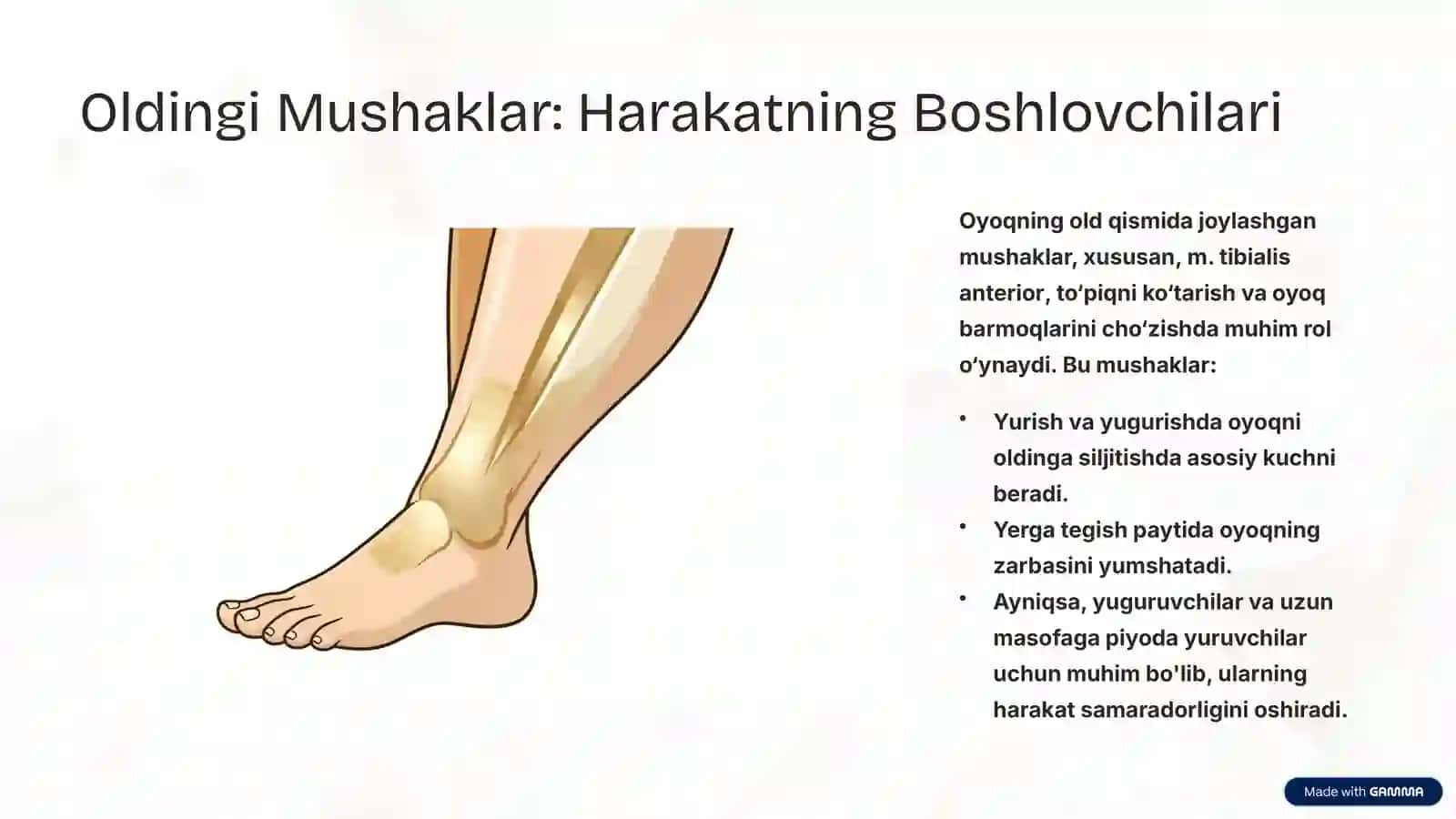 Oyoq Mushaklarining Vazifalari: Harakat va Barqarorlik Kaliti 4