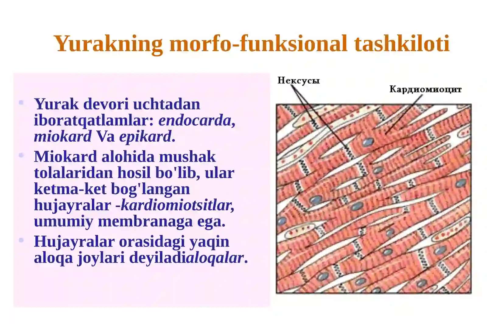 Yurakfiziologiyasi.Gemodinamikaningfiziologikasoslari 4