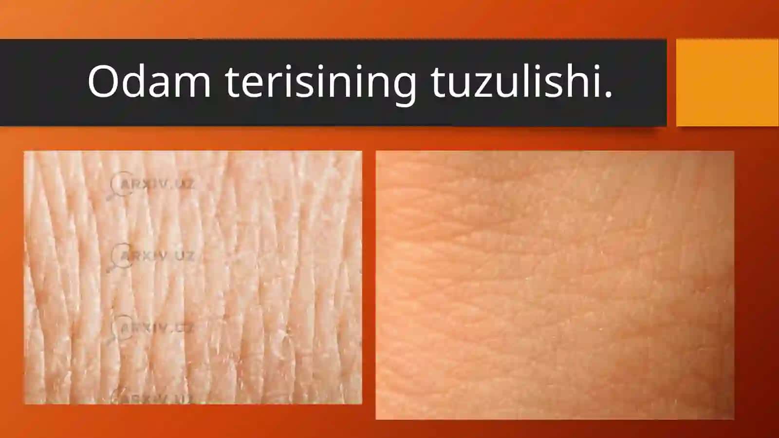 Teri fiziologiyasi haqida umumiy ma’lumot 4