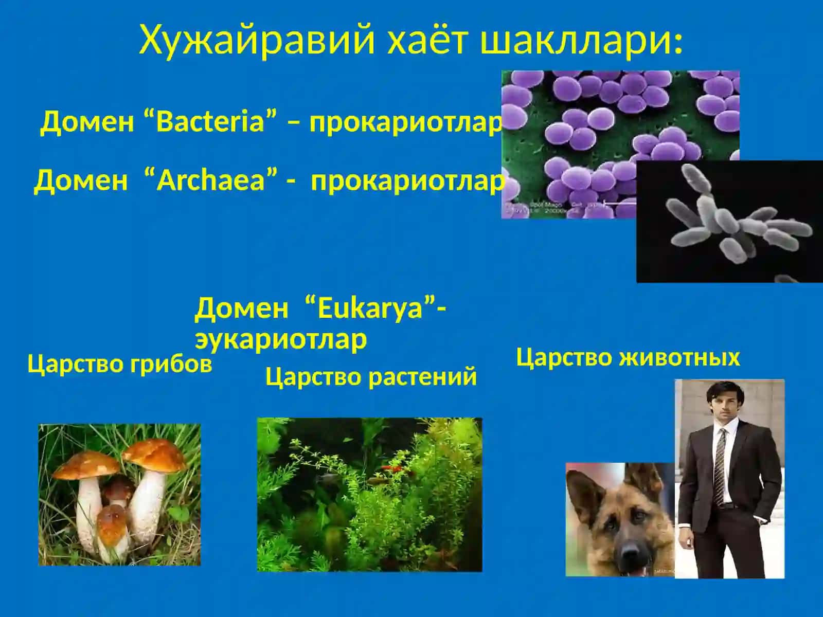 Ер юзидаги хаётий шакллари ва  микроорганизмлар классификация 4